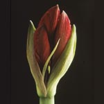 amaryllis