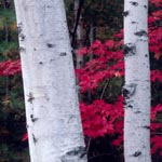 birch