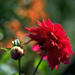 dahlia