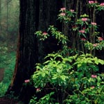 darktree