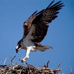 eagle