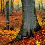 fallforest