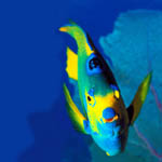 fish3