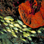 fishcoral2