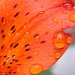 lily2