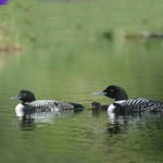 loons