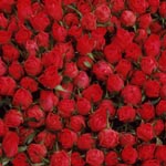 manyroses