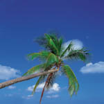 palmsky2