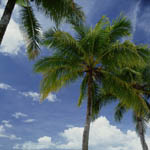 palmsky3