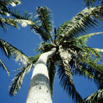 palmsky5