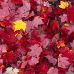 pink_maple-leaves