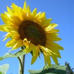 sunflower11