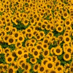 sunflower4