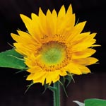 sunflowerb