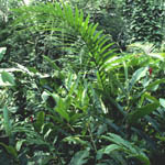 tropical1