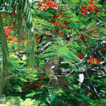 tropical2