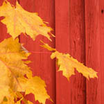 yellowleaves