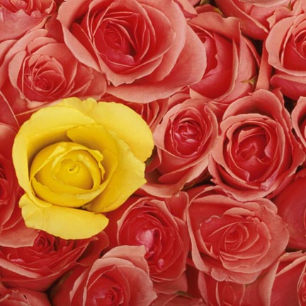 yellowwred