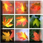 maple_leaves